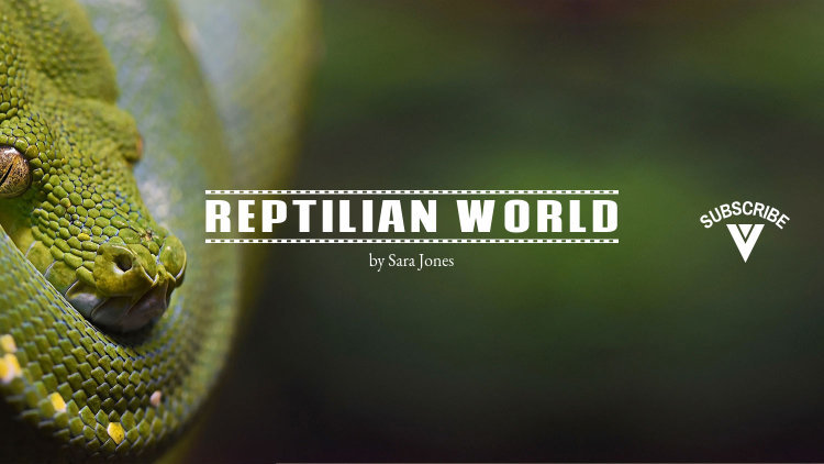 Placeit - YouTube Banner Maker for Reptile Channels